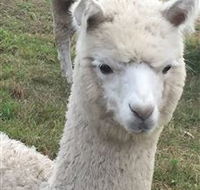 Storybook Alpacas - Hotel Gold Coast