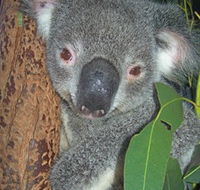Hunter Valley Zoo - Hotel Gold Coast