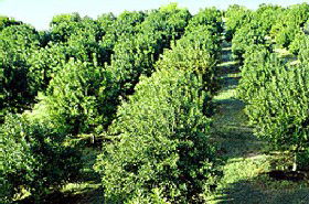 MacNuts WA Shop And Factory - Hotel Gold Coast 1