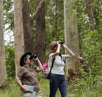 Chichester State Forest - Hotel Gold Coast