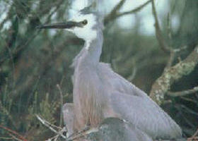 Jack Smith Lake State Game Reserve - Hotel Gold Coast 0