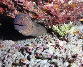 Anchor Bommie Dive Site - Hotel Gold Coast 1