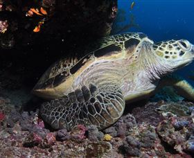 Anchor Bommie Dive Site - Hotel Gold Coast 2