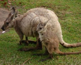 Forest Of Tranquillity - Australian Rainforest Sanctuary - Hotel Gold Coast 1