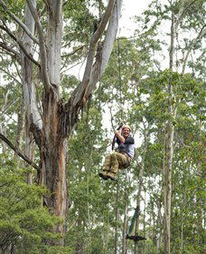 TreeTop Adventure Park Central Coast - Hotel Gold Coast 2