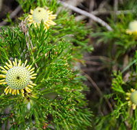 Illawarra lookout walking track - Hotel Gold Coast