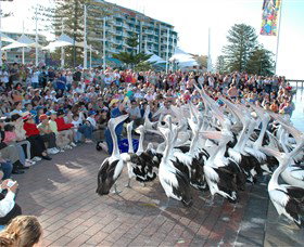 Pelican Feeding - Hotel Gold Coast 0