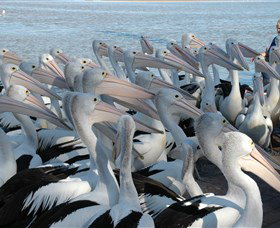 Pelican Feeding - Hotel Gold Coast 2