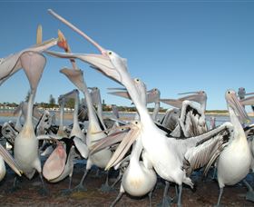 Pelican Feeding - Hotel Gold Coast 3
