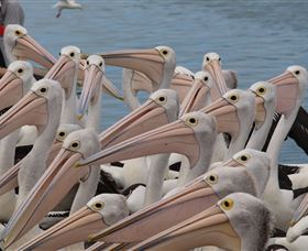 Pelican Feeding - Hotel Gold Coast 4