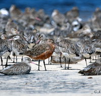 Cooloola Nature - Hotel Gold Coast