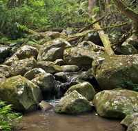 Booyong walking track - Hotel Gold Coast