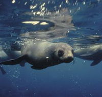 Wilsons Promontory Marine National Park - Hotel Gold Coast