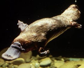 Platypus Pool - Hotel Gold Coast 0