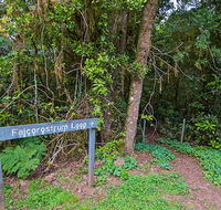Falcorostrum loop walking track - Hotel Gold Coast