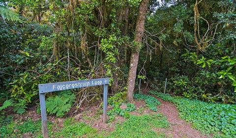 Falcorostrum Loop Walking Track - Hotel Gold Coast 0