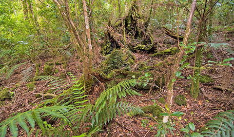 Falcorostrum Loop Walking Track - Hotel Gold Coast 1