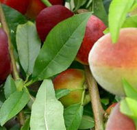 Fruit Salad Tree Company - Hotel Gold Coast