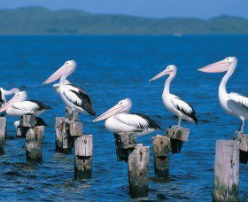 Walpole-Nornalup Inlets - Hotel Gold Coast 1