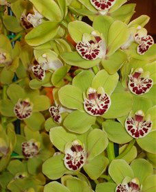 Tinonee Orchid Nursery - Hotel Gold Coast 1