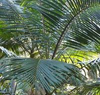 Bangalore Falls walking track - Hotel Gold Coast