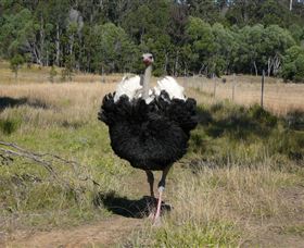 Glen Ian Ostrich And Emu Farm - Hotel Gold Coast 1