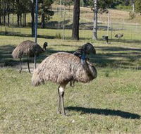 Glen Ian Ostrich and Emu Farm - Hotel Gold Coast