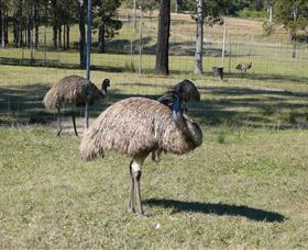 Glen Ian Ostrich And Emu Farm - Hotel Gold Coast 0