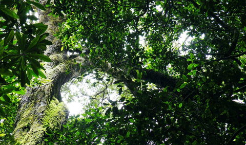 Wollumbin National Park - Hotel Gold Coast 1