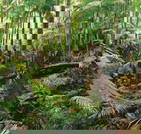 Wollumbin-Mount Warning National Park - Hotel Gold Coast