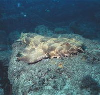 Scottish Prince Dive Site - Hotel Gold Coast