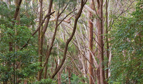 Ulidarra National Park - Hotel Gold Coast 1