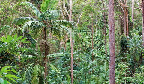 Ulidarra National Park - Hotel Gold Coast 3