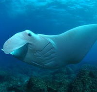 Manta Bommie Dive Site - Hotel Gold Coast