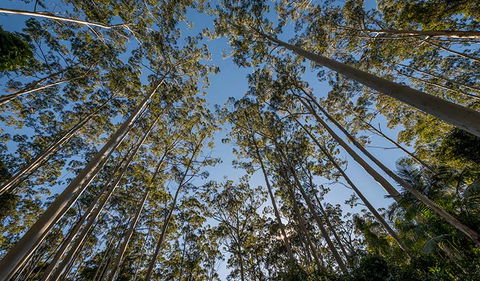 Queens Lake Nature Reserve - Hotel Gold Coast 2