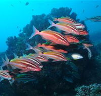 Flat Rock Dive Site - Hotel Gold Coast