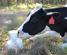 Millers Ice Cream - Hotel Gold Coast 2