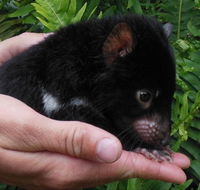 Crawn Motors - Hotel Gold Coast