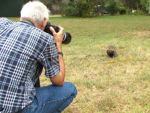 Echidna Walkabout Nature Tours - Hotel Gold Coast 5