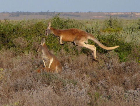 Echidna Walkabout Nature Tours - Hotel Gold Coast 11