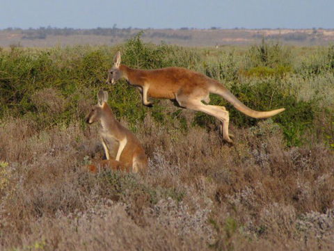 Echidna Walkabout Nature Tours - Hotel Gold Coast 13