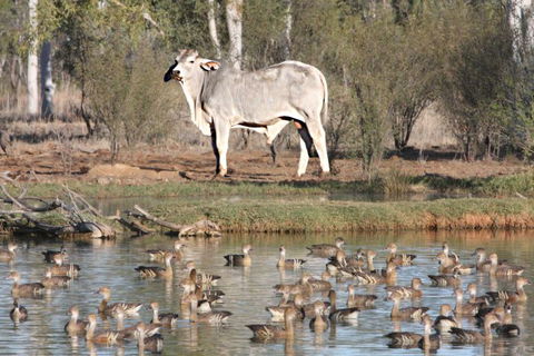 Natural Encounters Trail - Hotel Gold Coast 1
