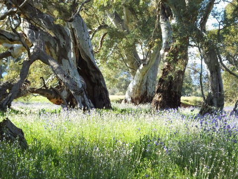 Aussie Heritage Tours - Hotel Gold Coast 5