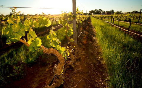 Kaesler Old Vine Vineyard Tour - Hotel Gold Coast 0