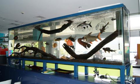 Aquariums In Cairns - Hotel Gold Coast 2