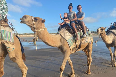 1 Hour Broome Sunset Camel Tour - Hotel Gold Coast 4