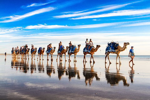 1 Hour Broome Sunset Camel Tour - Hotel Gold Coast 6