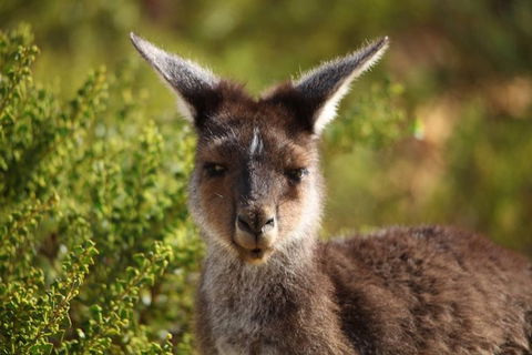 Pinnacles Sunset Dinner And Wildlife Experience A Small Group Tour - Hotel Gold Coast 6
