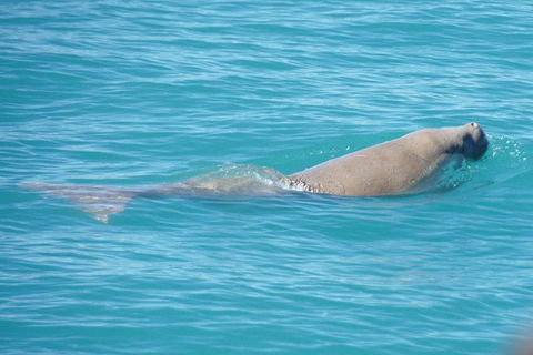 Snubfin Dolphin Eco Cruise From Broome - Hotel Gold Coast 1