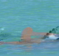 Snubfin Dolphin Eco Cruise from Broome - Hotel Gold Coast